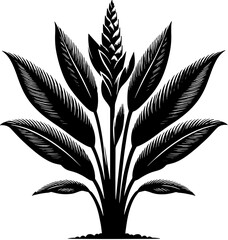 Costaceae plant icon 11