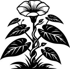 Convolvulaceae plant icon 8