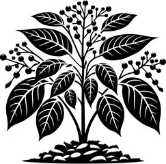 Connaraceae plant icon 9