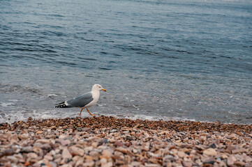 Sea background with pebbles, water wave foam and walking sea gull