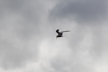 a seagull in the sky