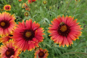 Bee pollinating red and yellow flowers of Gaillardia aristata in June