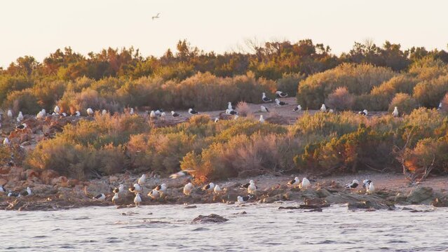 Wide Shot of a island with multiple pairs of Kelp Gulls resting and flying in on a island covered with short bushes