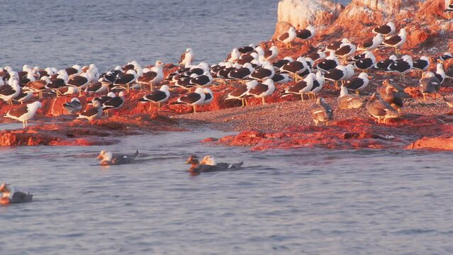 Large Colony of Kelp Gulls along with speckled teals on a exposed island resting swimming