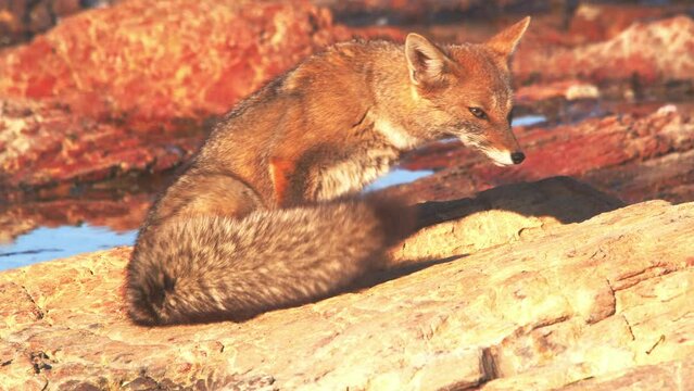 South American Gray fox sits down in the morning light to dry its fur and cleans up