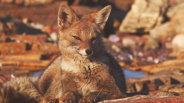 South American Gray Fox sitting on the rock watching its surrounding , closeup sunning