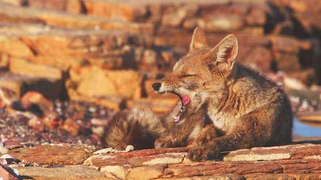 South American Gray fox sitting on the rocks yawns showing its tongue and teeth as it tries to get sun to dry its coat