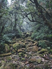 There are moss roads in the forest