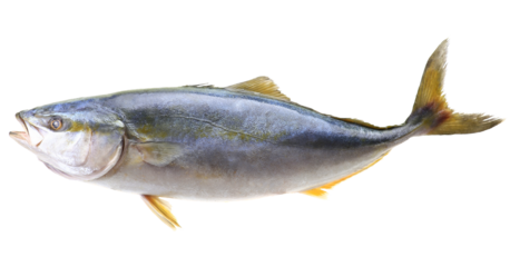 Big yellowtail fish on white background isolated