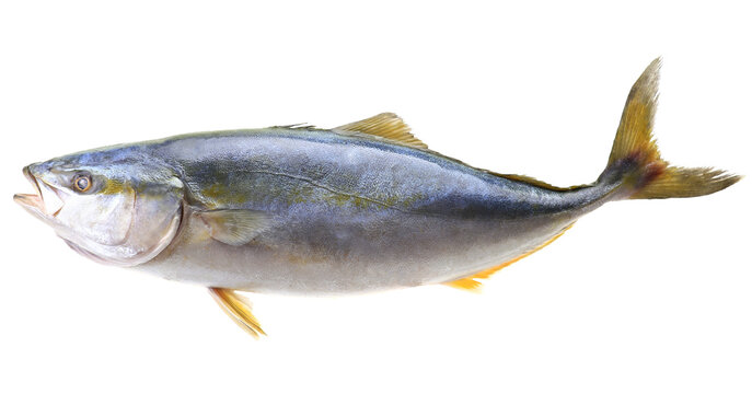 Big yellowtail fish on white background isolated