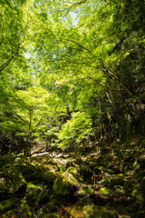 三重-【赤目四十八滝（新緑）】