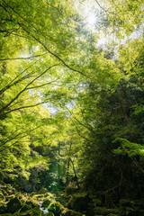 三重-【赤目四十八滝（新緑）】