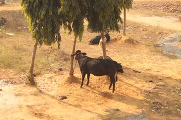 A wide angle shot of Indian cow in black color under a Ashoka Tree
