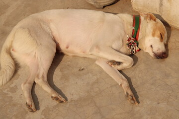 An Indian Female street dog lying or sleeping on ground in bright sunlight