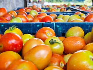 Harvesting tomatoes.
