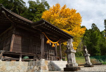 紅葉するイチョウの木
