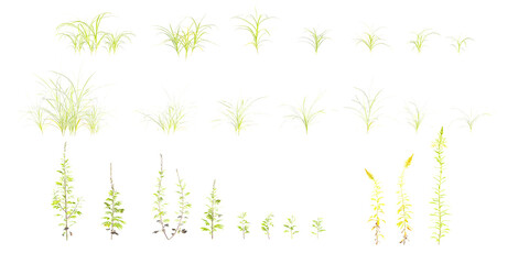 Dactylis,Solidago,Artemisia flowers Trees isolated on white background, tropical trees isolated used for design, advertising and architecture