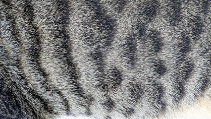 Cat fur texture, closeup of photo, can be used as a background