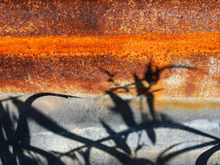 Picture of old galvanized sheet It was rusty and covered with the shadow of grass.