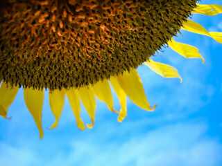 A close-up photo of a large sunflower showing a 1/4 the size of the sunflower. It is a picture of an upside-down sunflower against a backdrop of a bright blue sky.