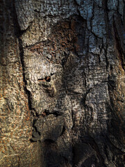 Close-up of Tree Bark Texture