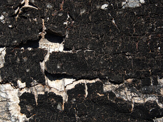 An old dark bark of a tree with cracks, natural wood surface texture.