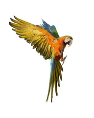 Catalina macaw isolated on white background. This has clipping path.	