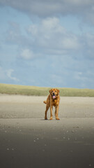 Labrador am Strand auf Texel
