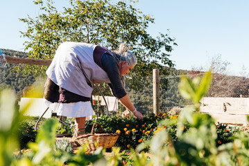 Senior female florist picking flowers while working in garden