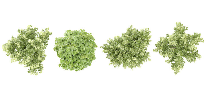 Acer negundo odessanum,Acer platanoides trees collection of top view isolated on transparent background