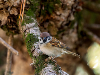 木の枝にとまるスズメ