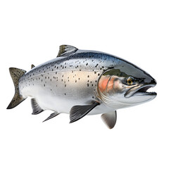 Atlantic salmon isolated on transparent background Generative AI	
