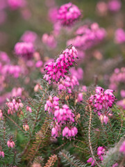 Nahaufnahme von pink blühenden Pflanzen der Schneeheide (Erica carnea).