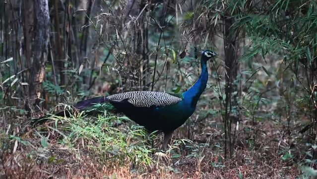 Lone peacock walking and bobbing it's head in Tadoba national park