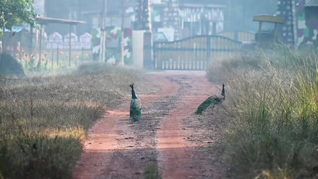 A pair of peacocks in Tadoba national park