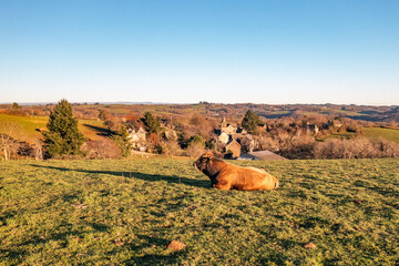 View of a bull on top of a hill at sunset