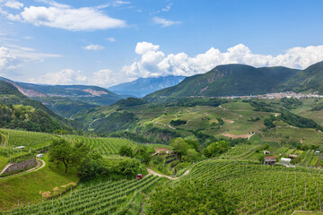 Fototapeta na wymiar mountain vineyards in the Trento region