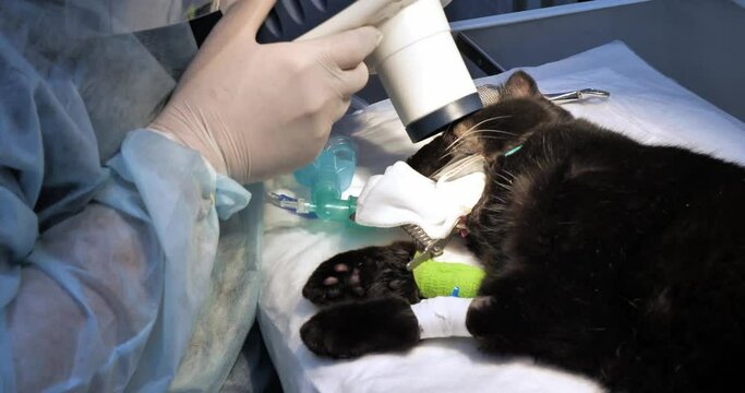 A veterinary dentist takes an x-ray of a cat's tooth under anesthesia. Dental x-ray of a cat's tooth root to assess its condition. X-ray of a diseased tooth in a cat in a veterinary clinic.