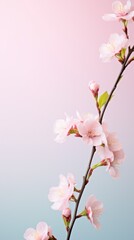 Naklejka na ściany i meble Elegant cherry blossom branch against a soft pink to blue gradient background
