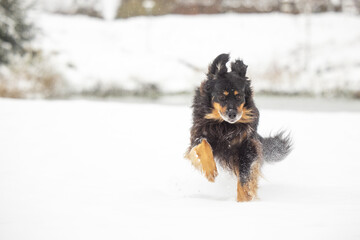 male hovawart, hovie black and gold marked dog quickly running through the snow