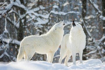 male Arctic wolf (Canis lupus arctos) walking through the snowy forest
