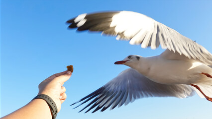Seagull bird spreading wings flying to eat from human hand.