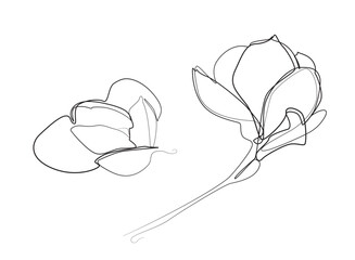 Continuous Line Magnolia FlowerVector Icon, Monoline Flowering Magnolia Stellata, One Line Star Magnolia