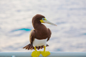 Portrait of a brown booby bird (Sula leucogaster) sitting on a ship in the ocean, close-up.