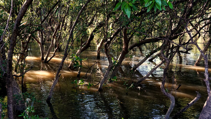 Beautiful nature views in mangrove forest.