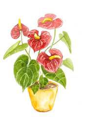 Watercolor illustration of anthurium houseplant