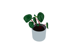 Collection of 2d realistic vector icon illustration potted plants for the interior. Isolated on white background. Colorful vector collection of illustrations isolated on white background.