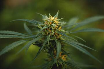 A green marijuana bud with orange trichomes in the final stage of flowering. Close-up of a cannabis bush