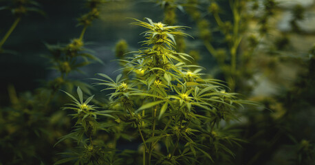Green weed bush in the flowering stage. Cannabis buds with green trichomes on branches