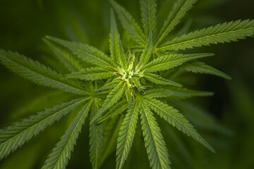 Green cannabis plant with visible hairs and leaves in early flowering stage. Weed leaves on dark...